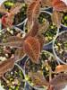 Anoectochilus roxburghii Black